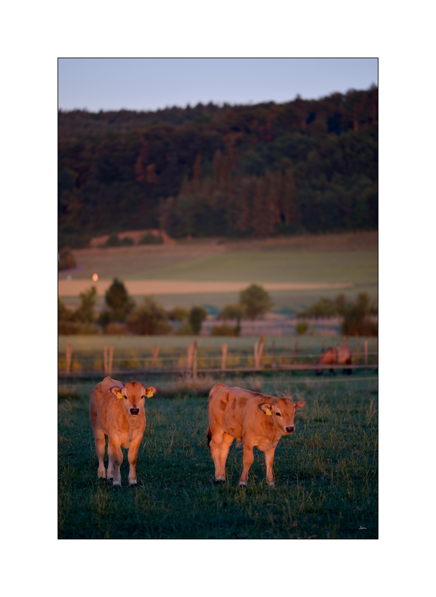MorgenPZ1 2163