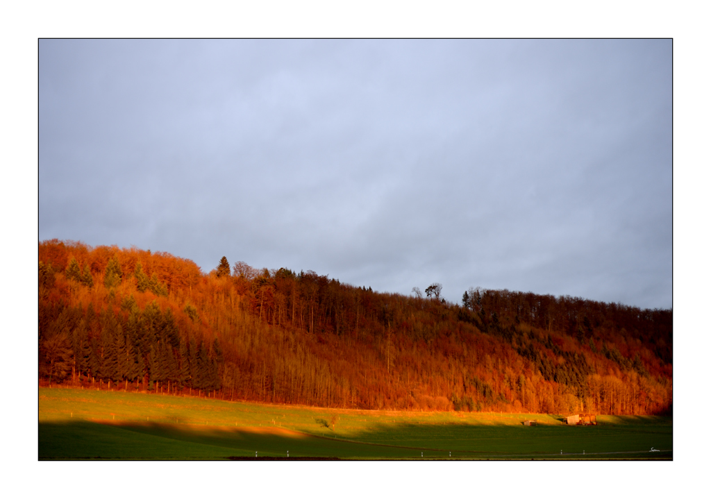 MorgenPZ1 4562