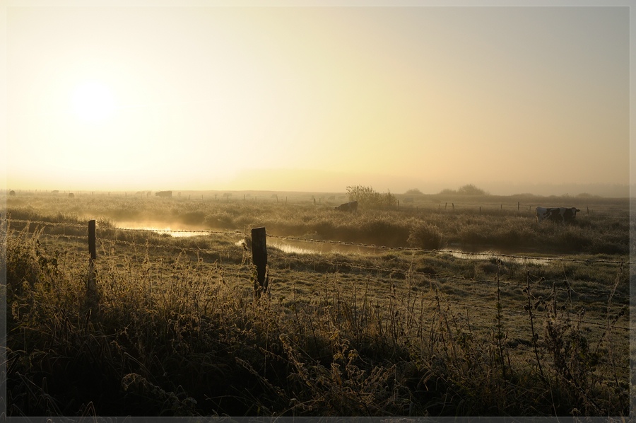 Morgens am Meenteland