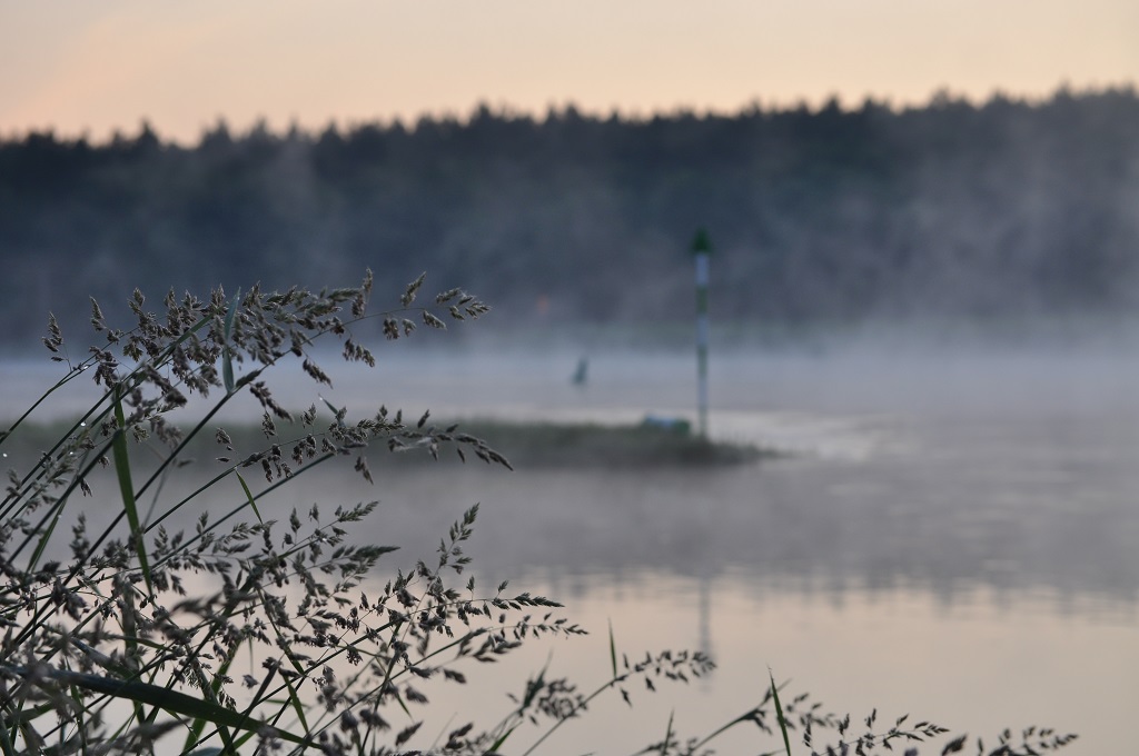 Morgens an der Elbe