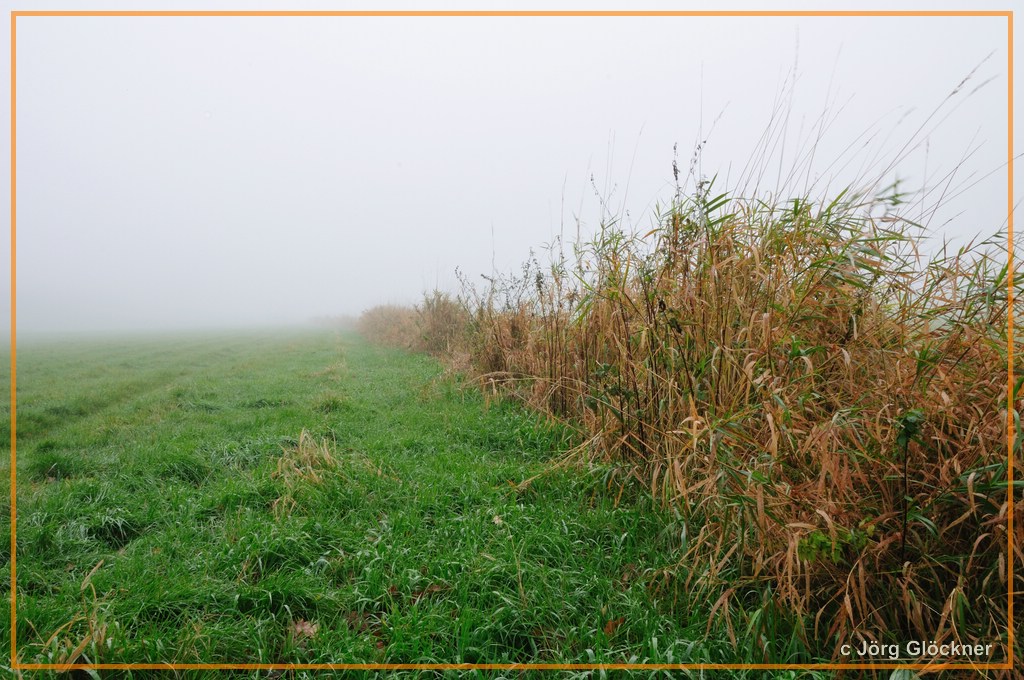 morgens im Nebel