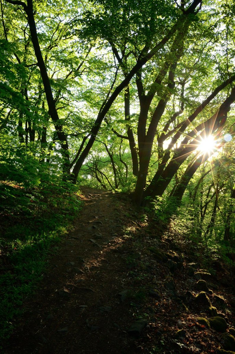 Morgens im Wald