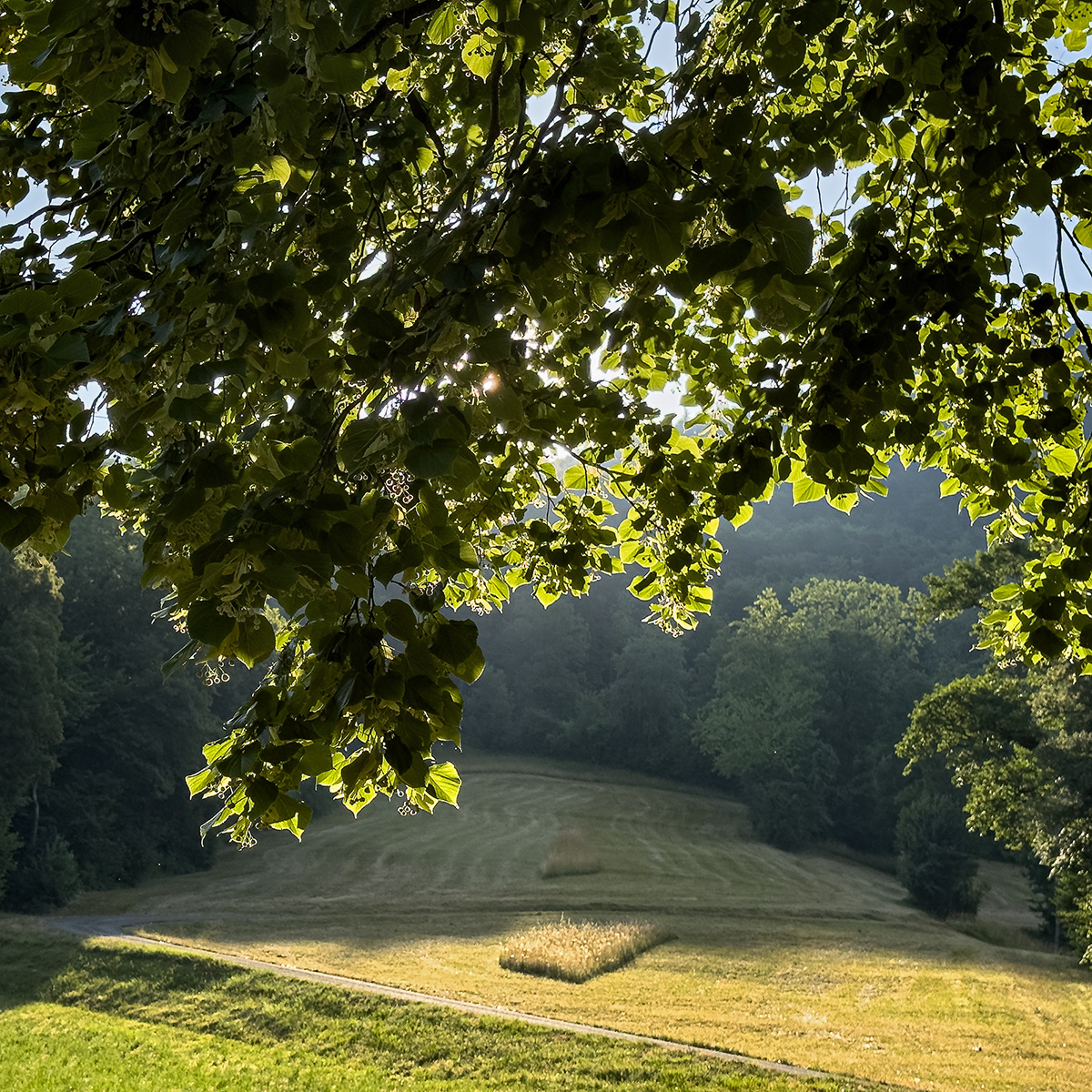 Morgensonne.jpg
