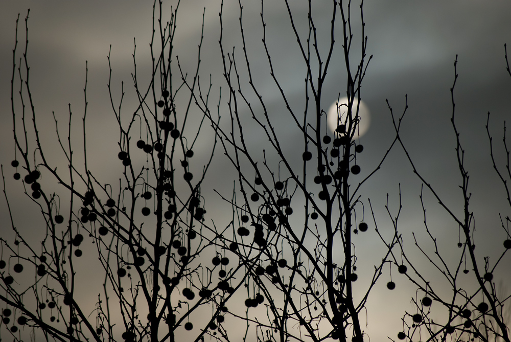 Morgensonne