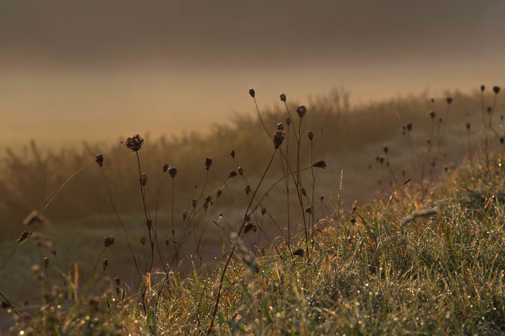 morgenspaziergang 1
