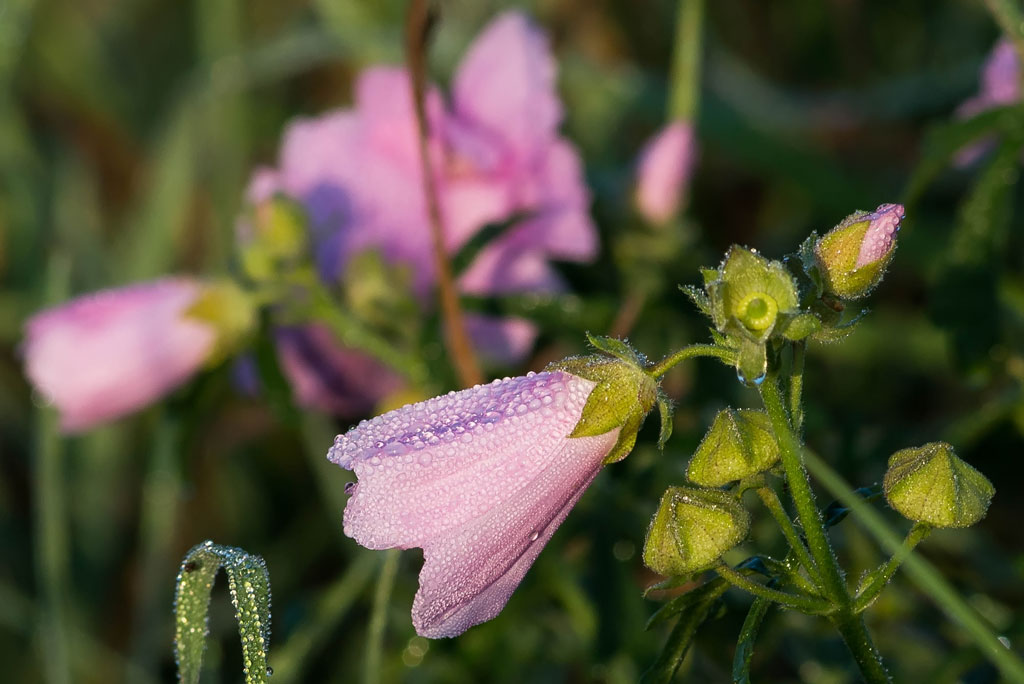 morgenspaziergang 4