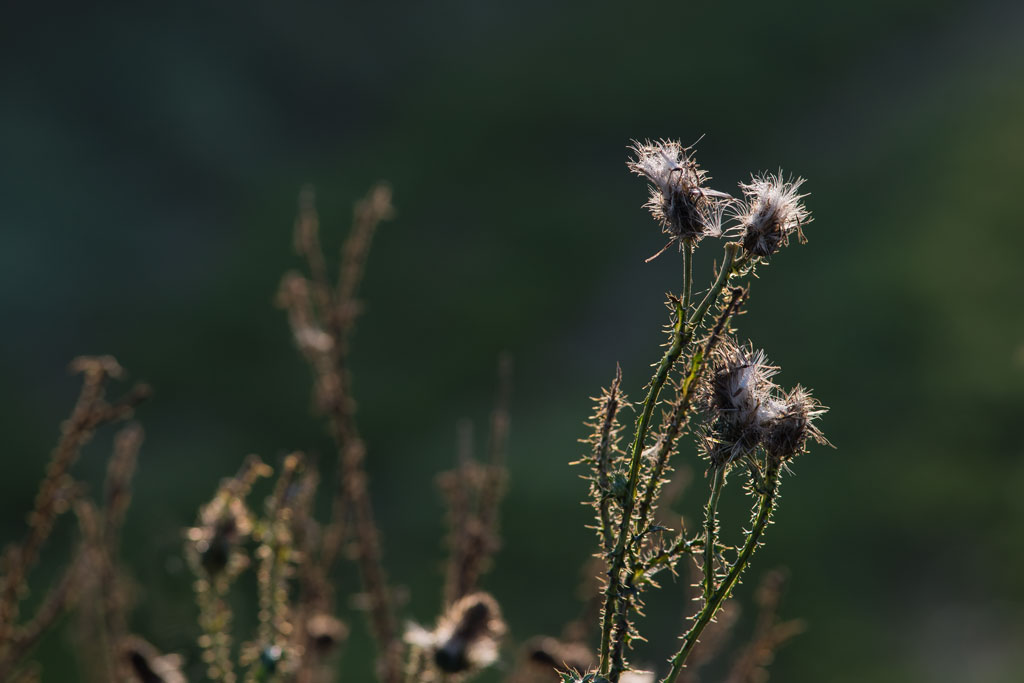 morgenspaziergang 6