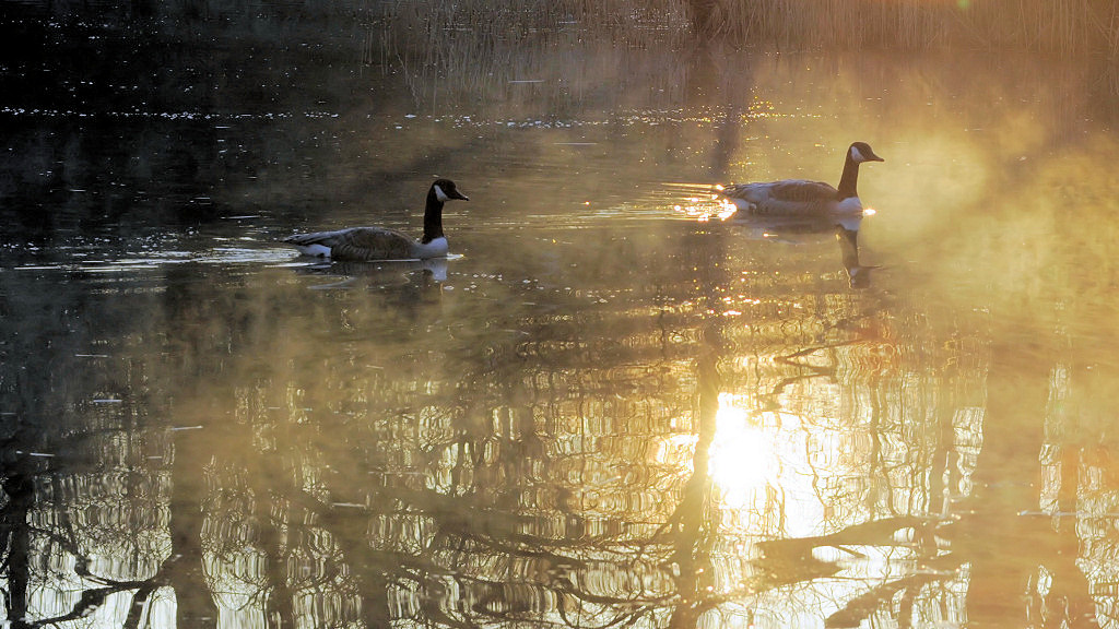 Morgenstimmung 4