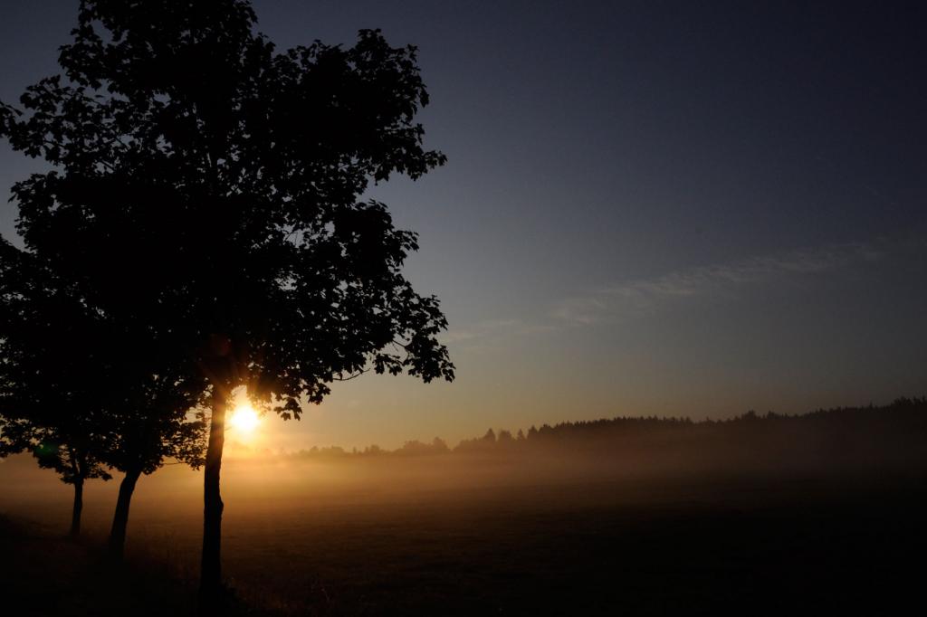 Morgenstimmung - die Sonne kommt, der Nebel geht