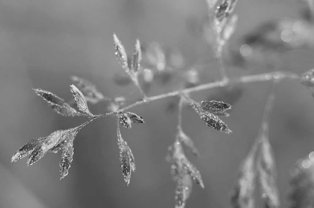 Morgentau 2