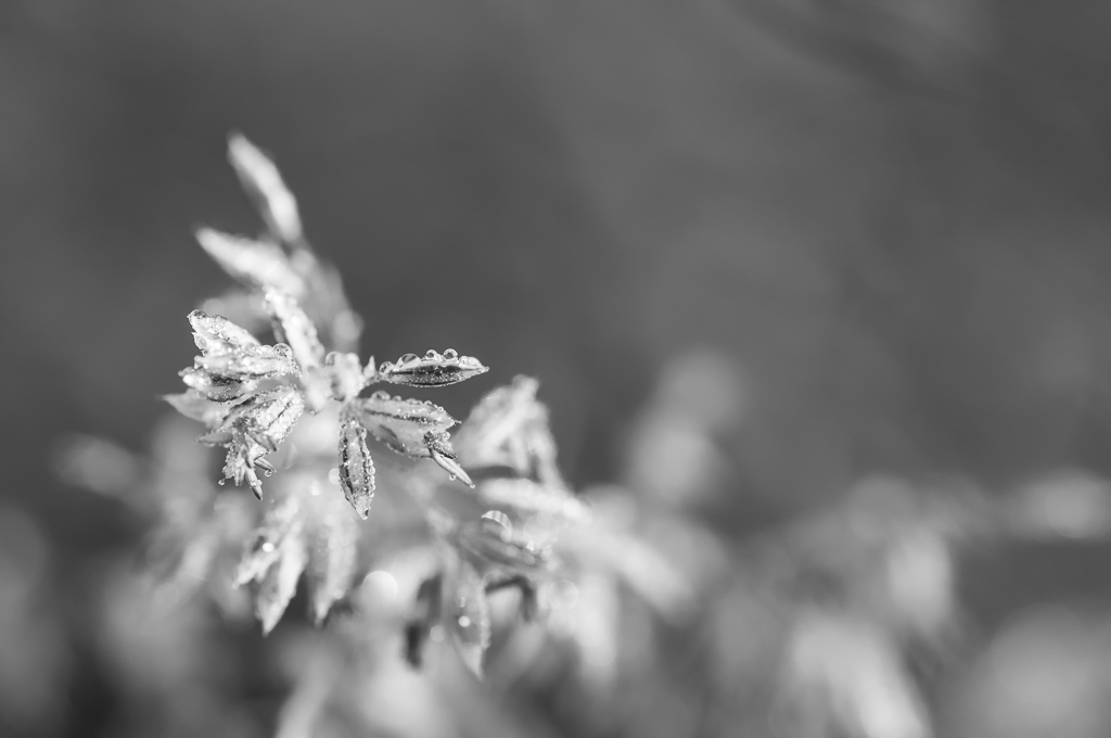 Morgentau 3