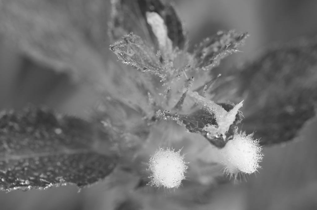 Morgentau 5