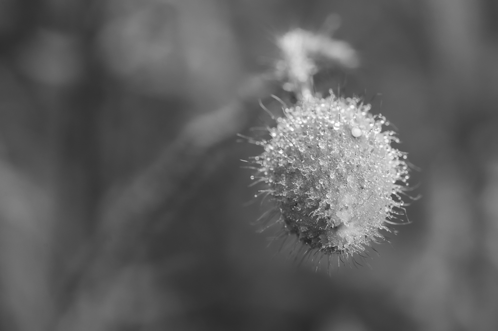 Morgentau 6