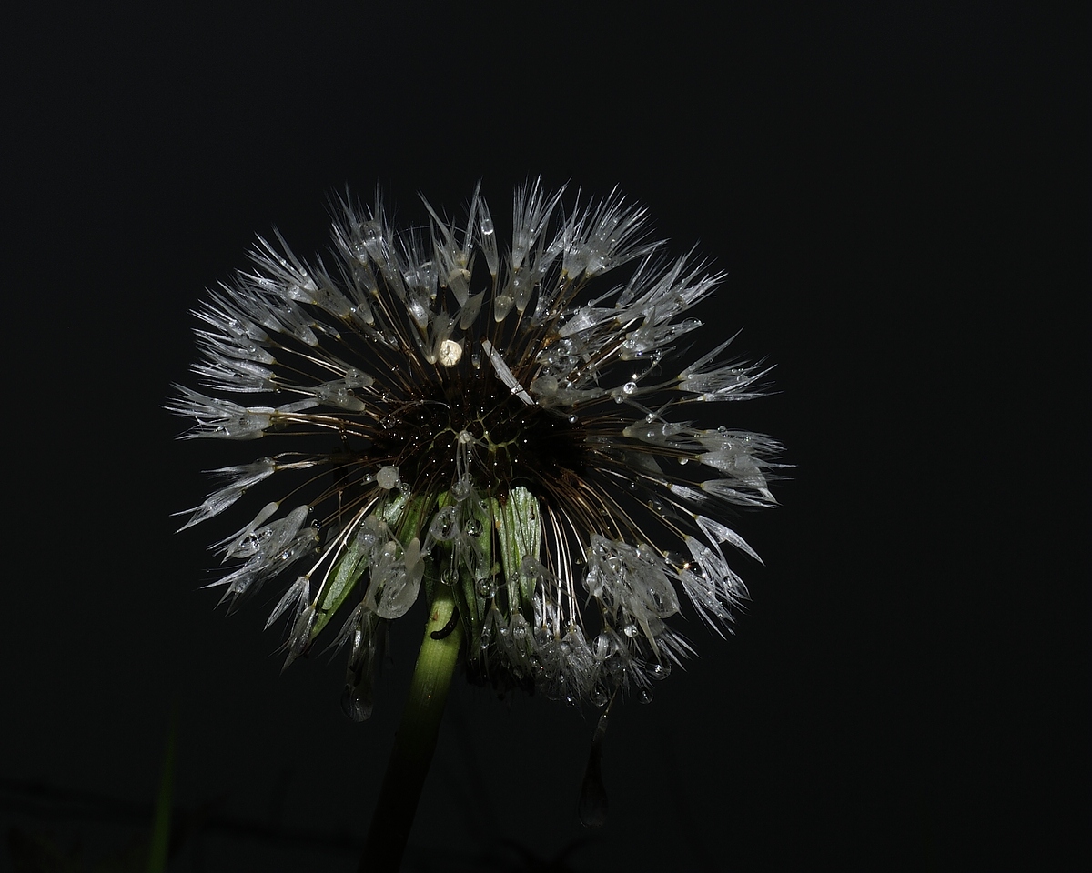 Morgentau / Pusteblume