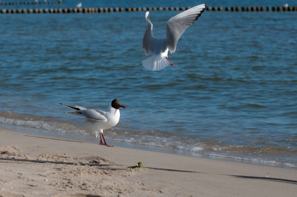 Morgentlicher Strandspaziergang Forum