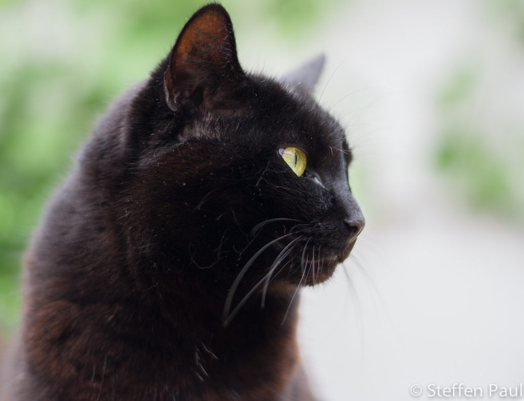 morle (Augen edit)