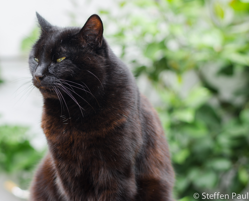 Morle meine Katze