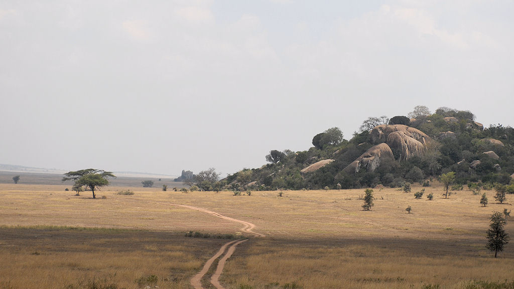 Moru Kopjes, Serengeti
2218