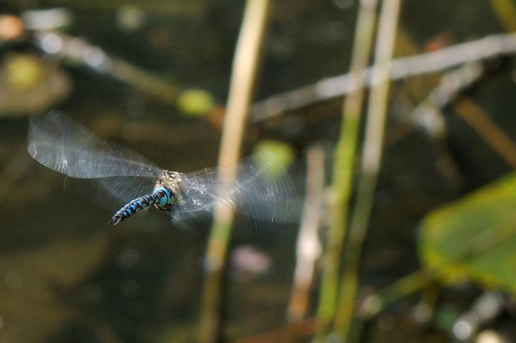 Mosaik II