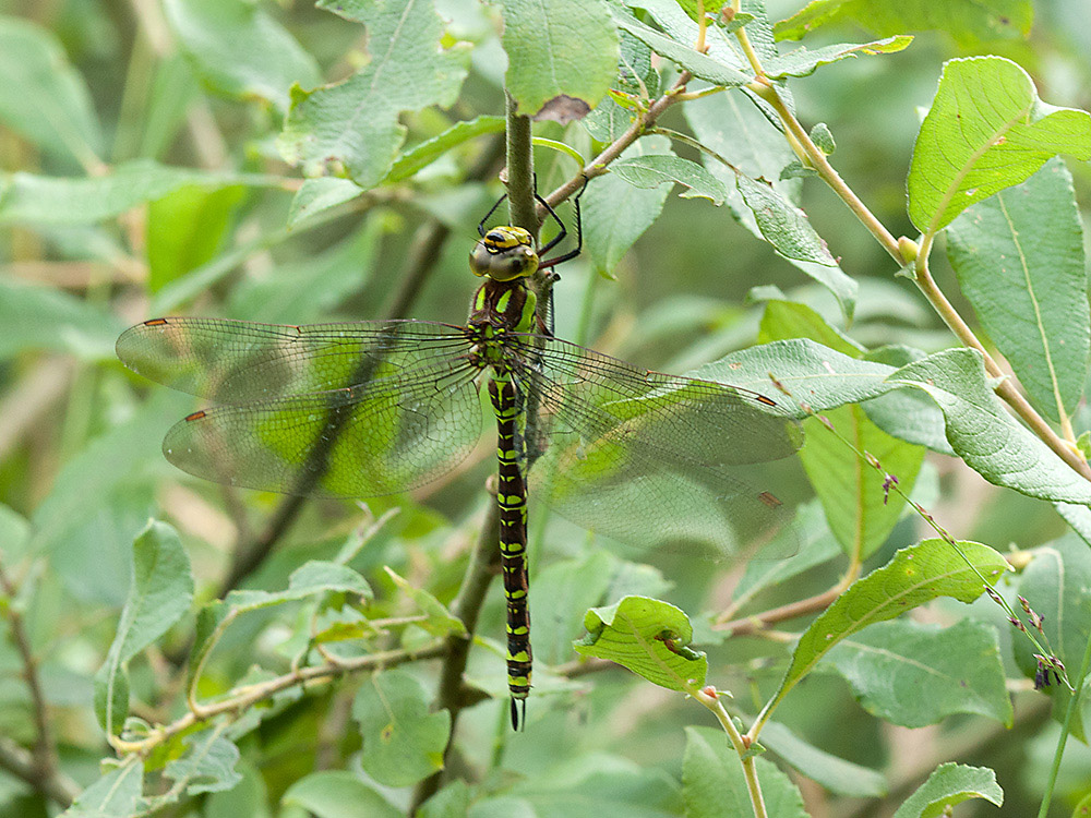 Mosaikjungfer Grüne 2013 08 24 01