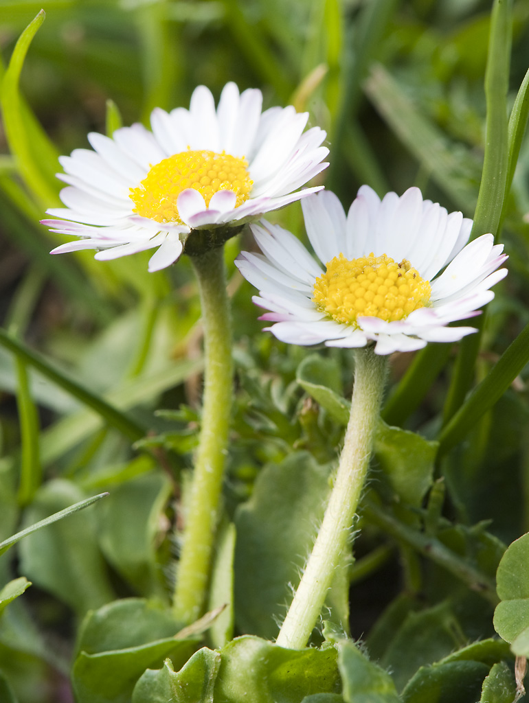 MOT6252 Gänseblümchen