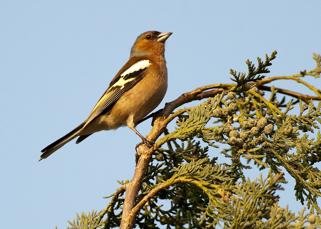 MOT6729 Vogel