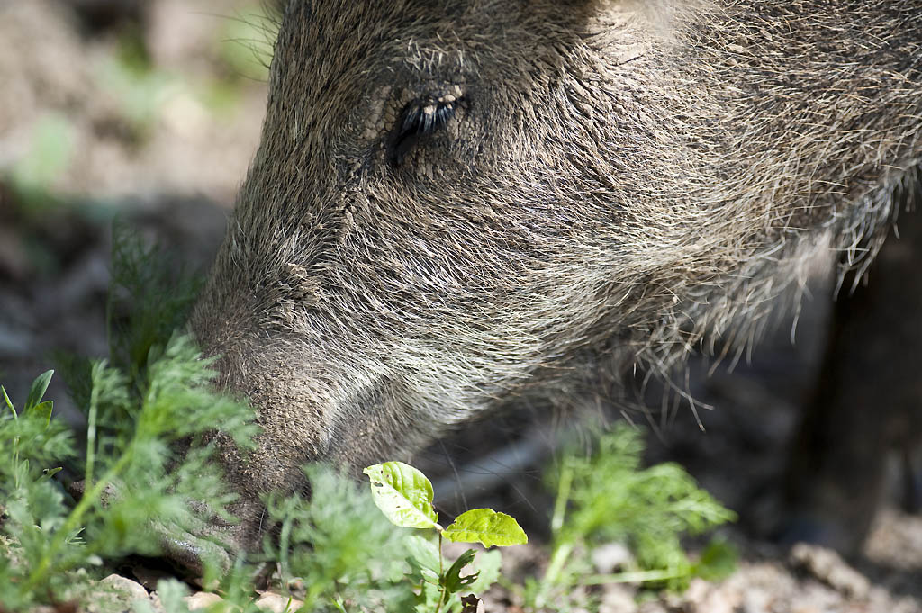 MOT6886 Wildschwein