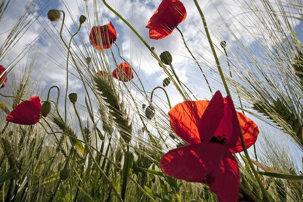 MOT6958 Kornblumen