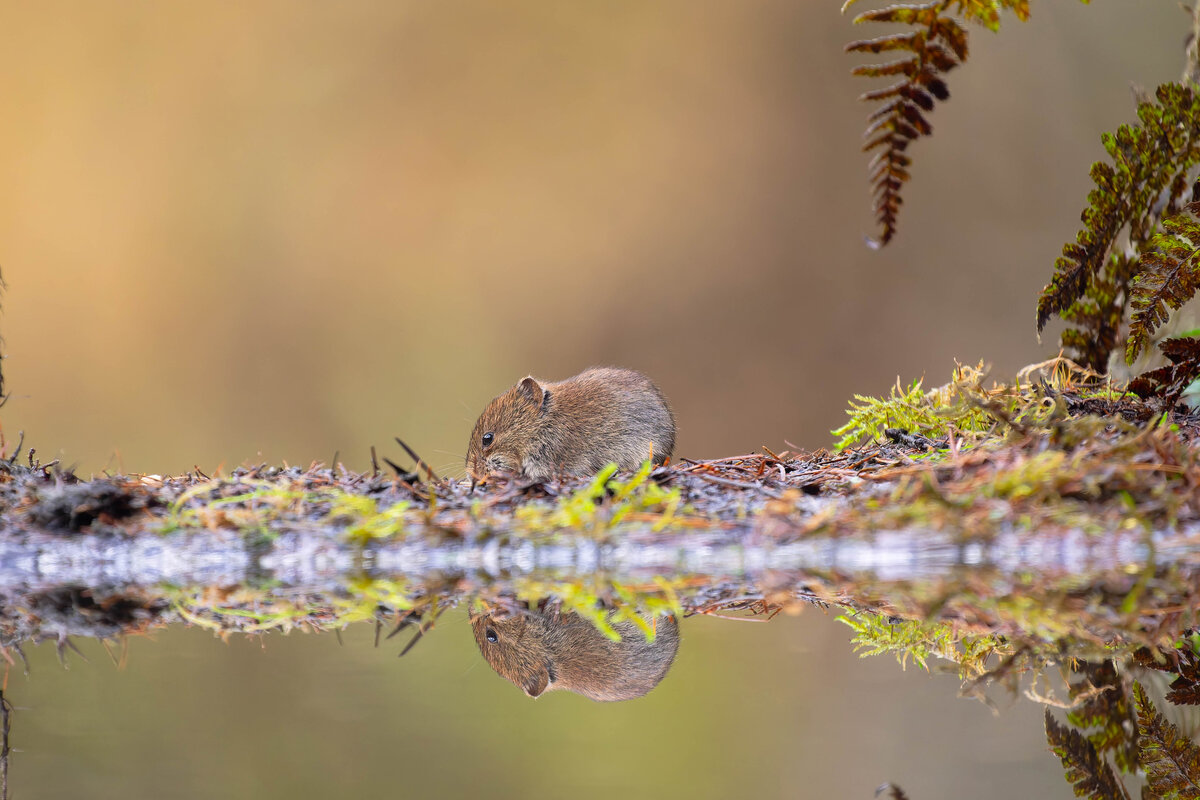 Mouse 2.jpg