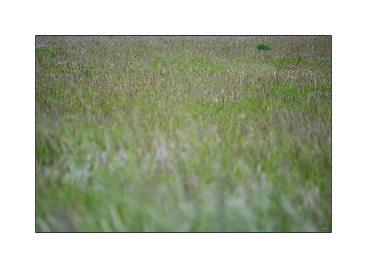 MozartPZ1 4090
