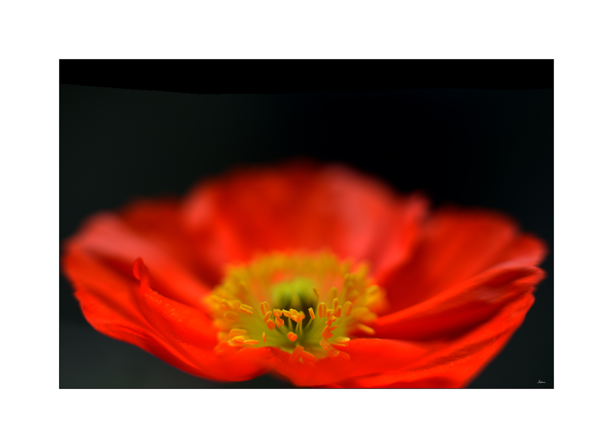 MozartPZ1 4354