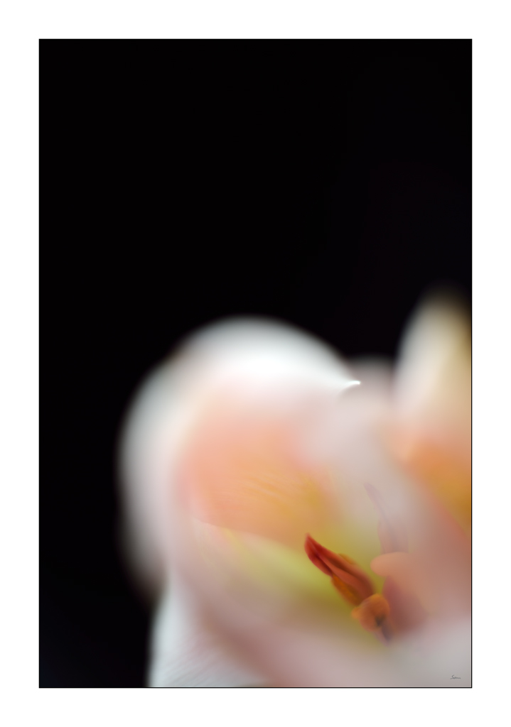 MozartPZ1 4959