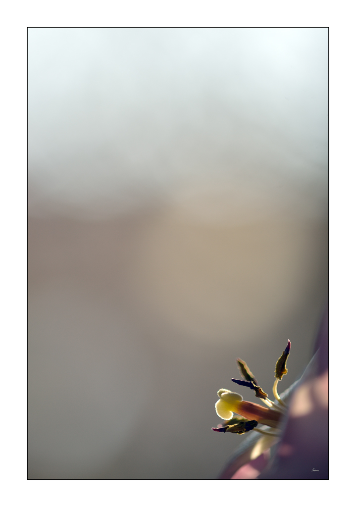 MozartPZ1 5012