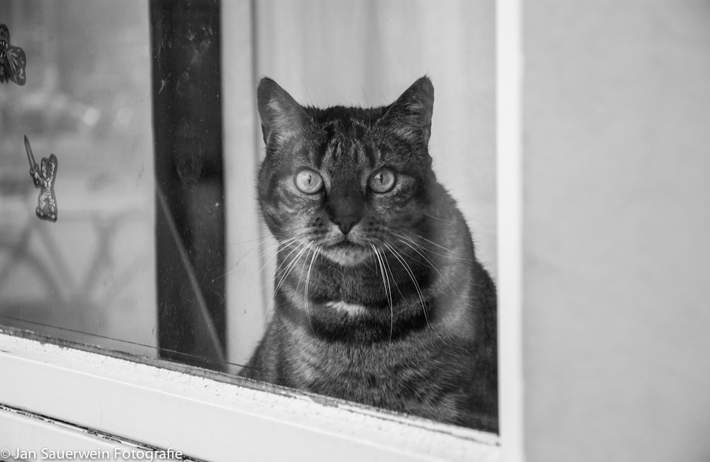 Mr. Kitty Cat (2 von 1)