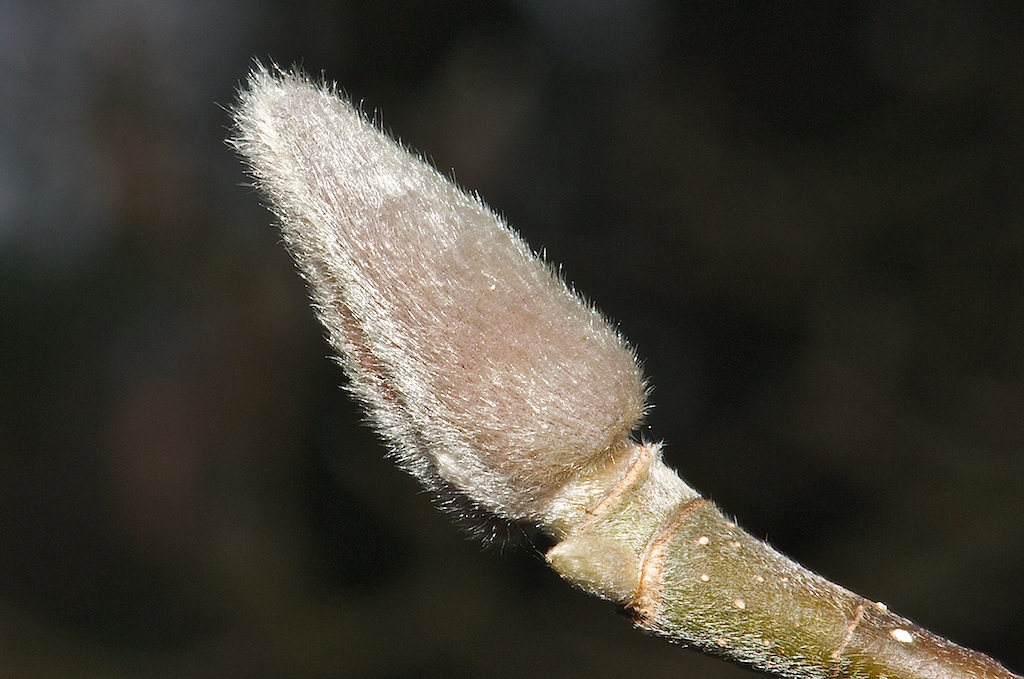 MRP 7881   Arbeitskopie 2