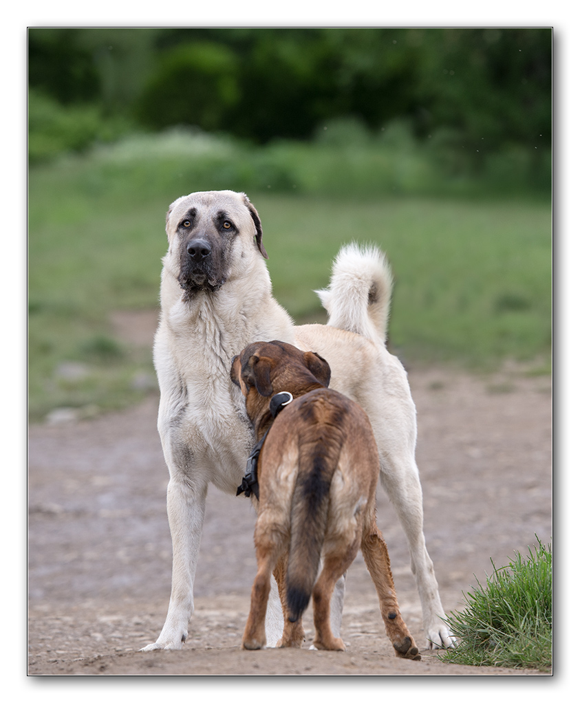 mrvi und der riese