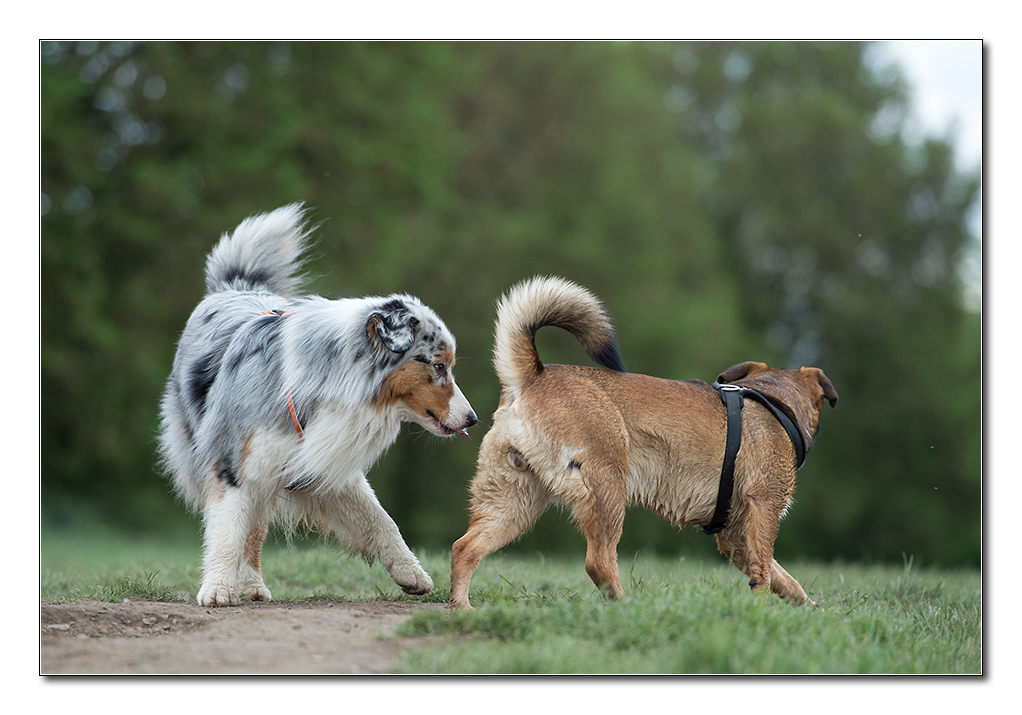 mrvi und der sheppard