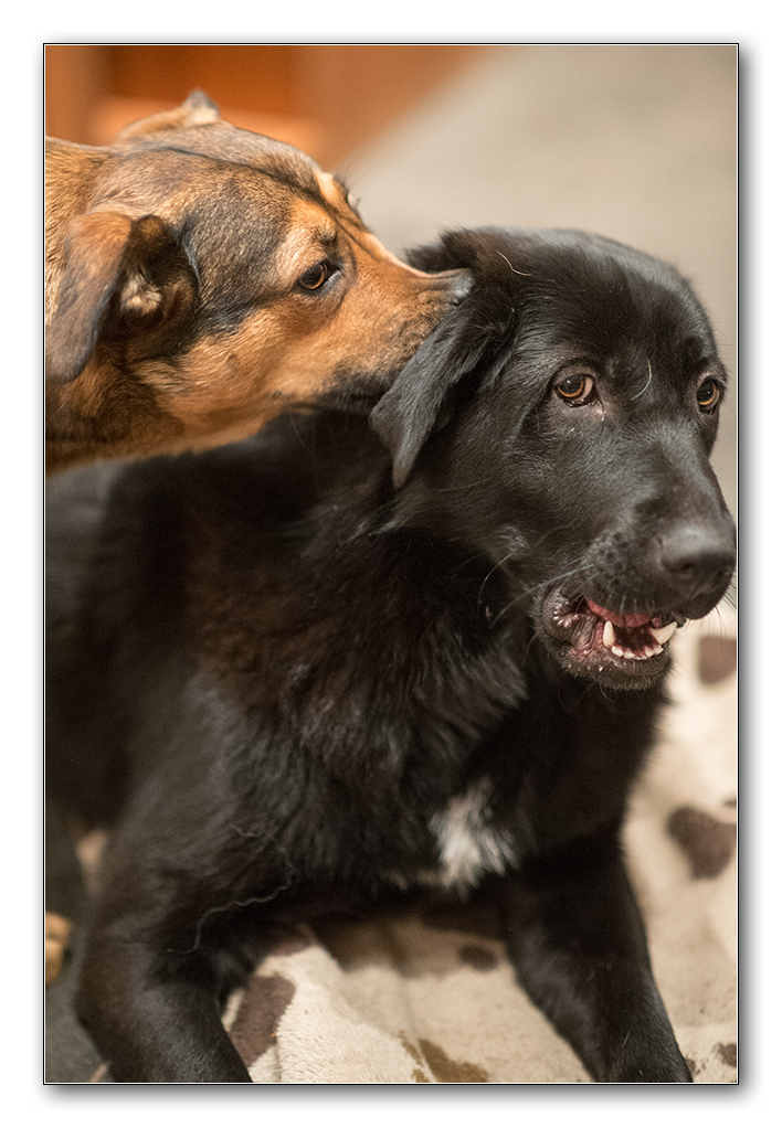 mrvi und gari2