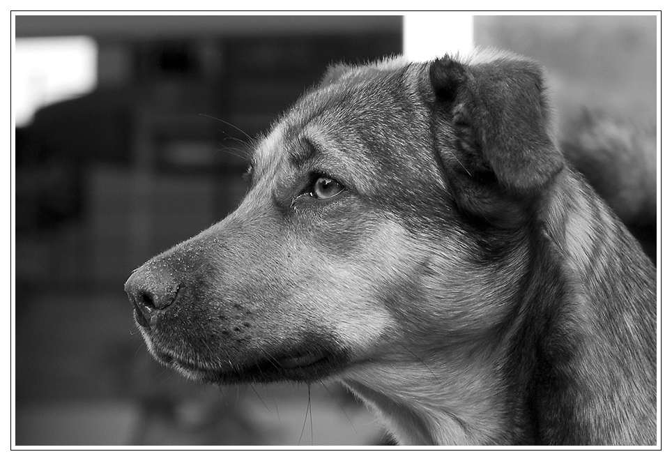 Mrvica in SW Mai2011