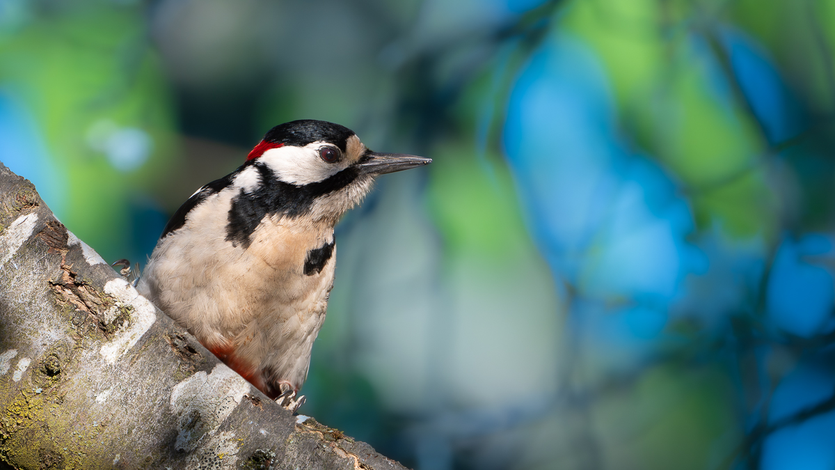 MrWoodpecker.jpg