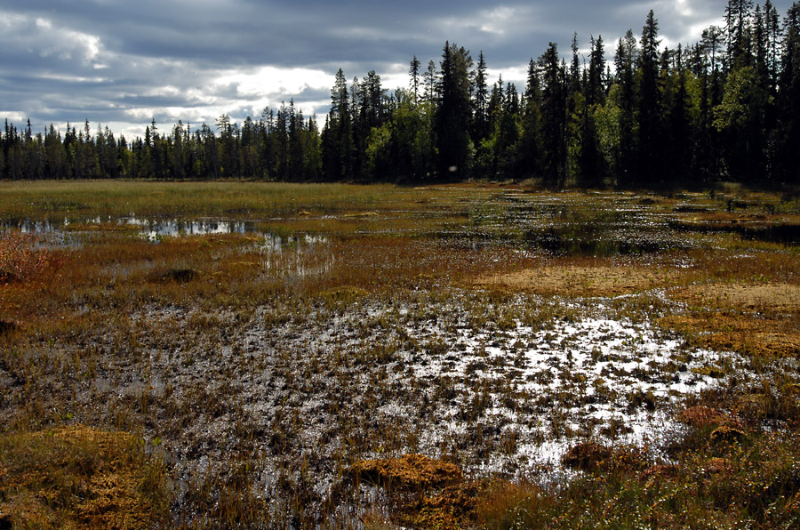 Muddus Moor