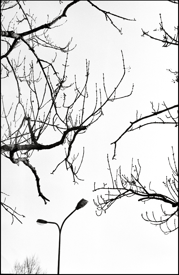 Muenchen Baum mit Lampe 1