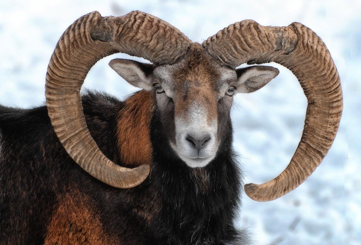 mufflon 1200