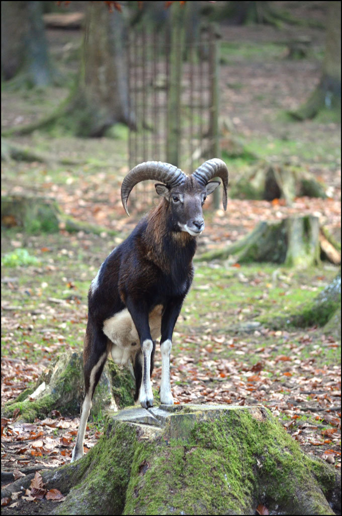 Mufflon Stamm