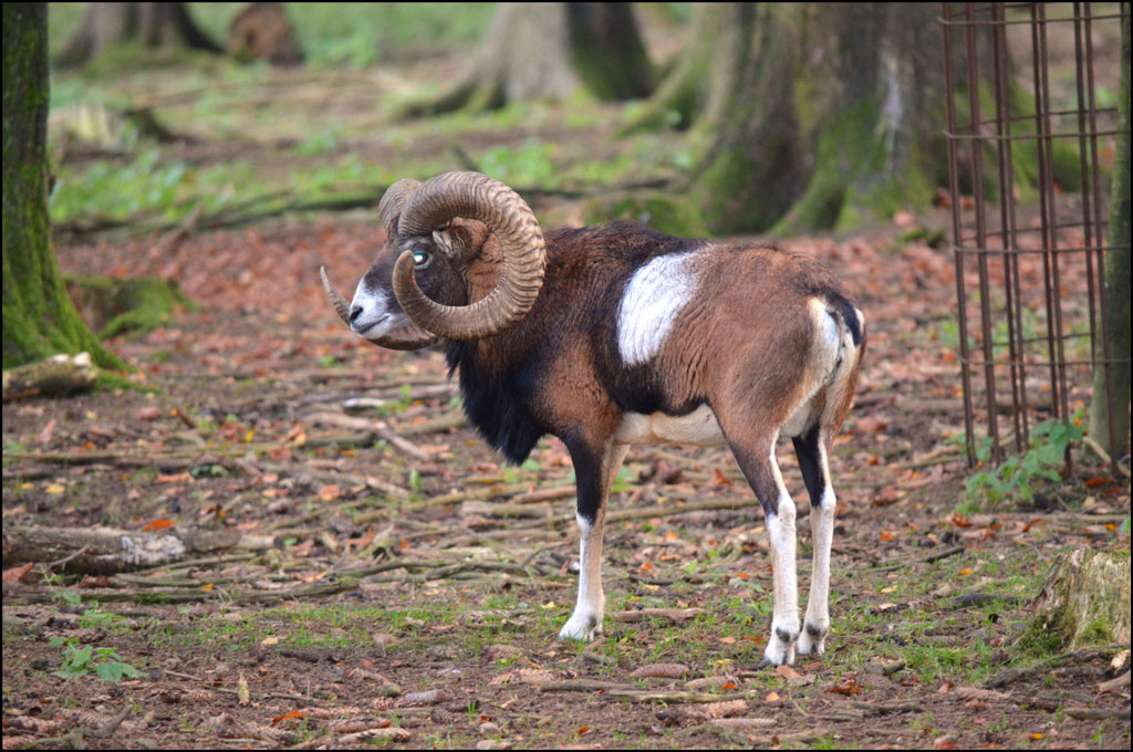 Mufflon von links