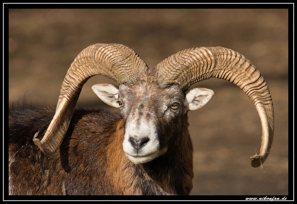 Mufflon