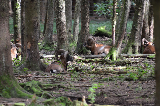 Mufflons im Wald