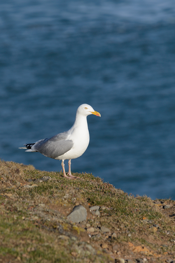 Mull of Galloway Schottland 2016