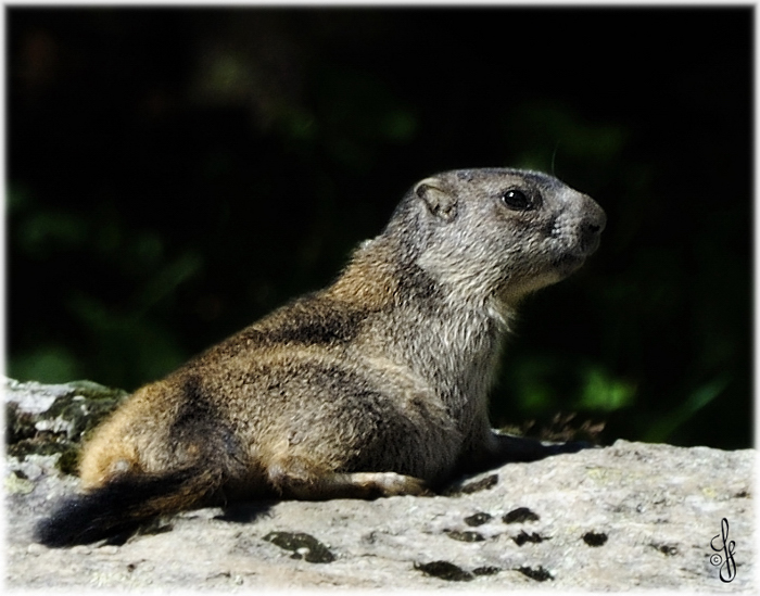 Murmel in freier Wildbahn