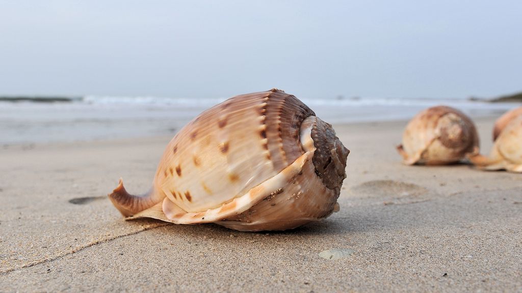 Muschel am Strand
1797